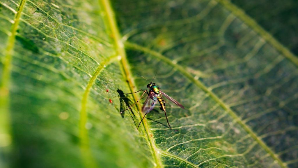Close up of a mosquito on a leaf